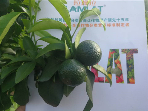 菌劑，水溶肥，