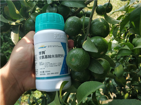 葉面肥，拉姆拉，翠姆