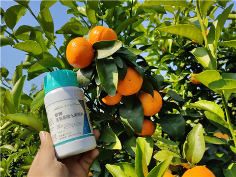 葉面肥，拉姆拉，翠姆