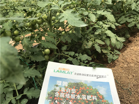 水溶肥，拉姆拉，翠姆