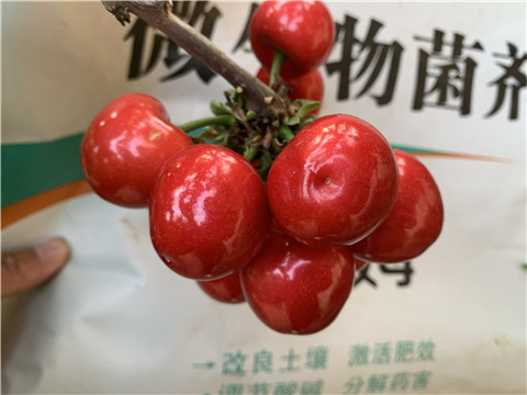 水溶肥，拉姆拉，翠姆