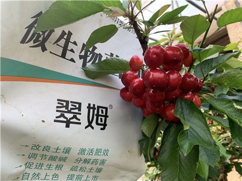 水溶肥，拉姆拉，翠姆