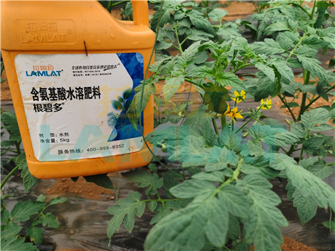 水溶肥，翠姆，拉姆拉